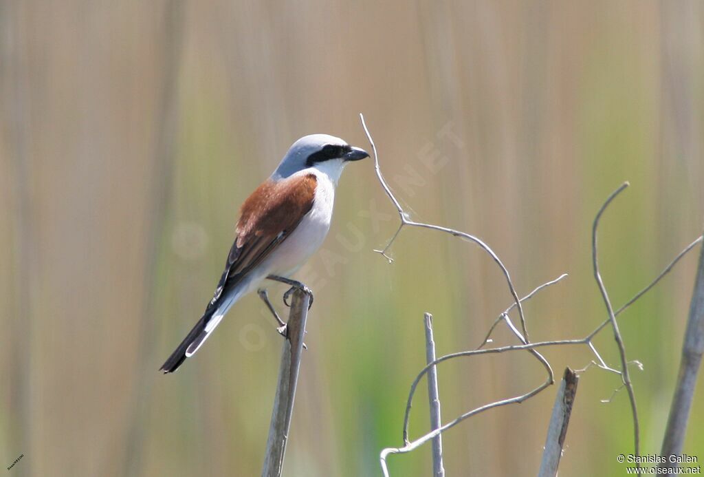 Red-backed Shrike