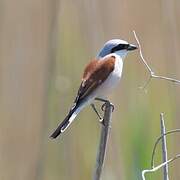 Red-backed Shrike