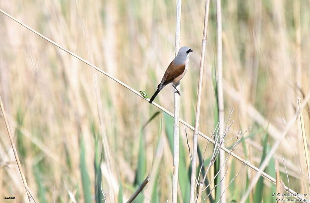 Red-backed Shrikeadult breeding