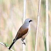 Red-backed Shrike