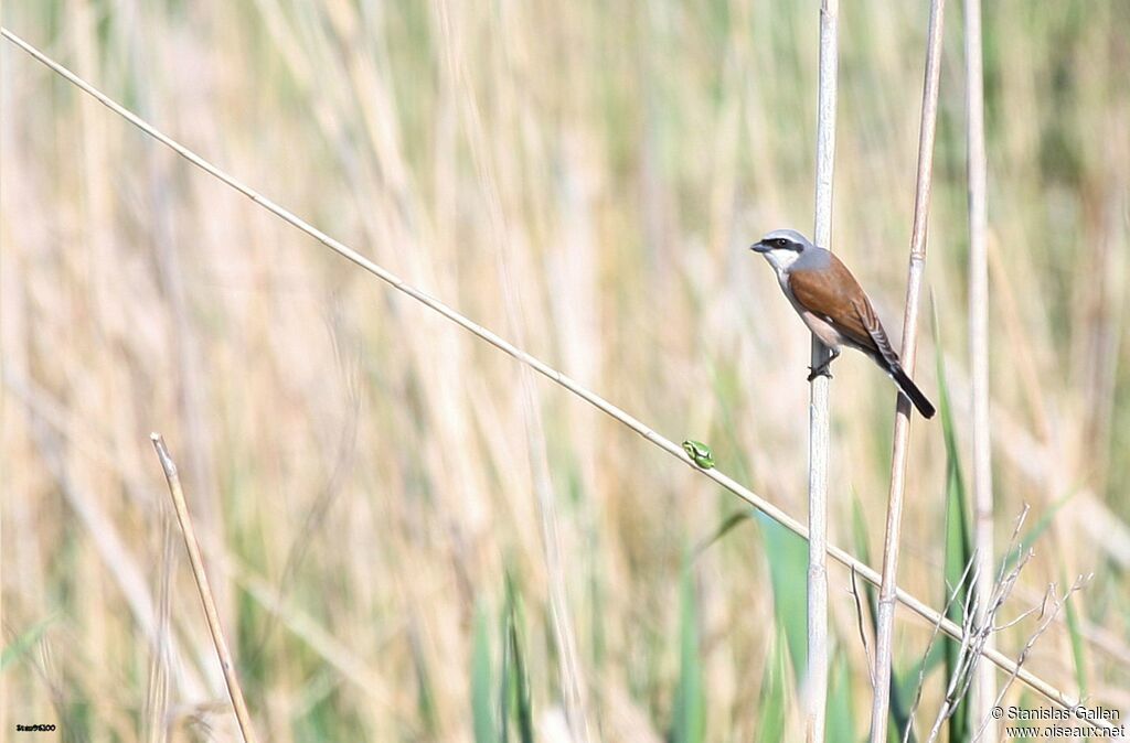 Red-backed Shrikeadult