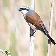 Red-backed Shrike