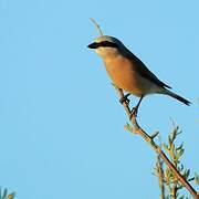 Red-backed Shrike