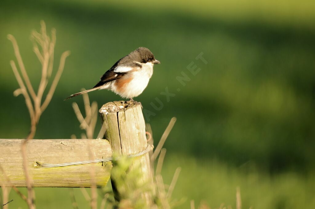 Southern Fiscal male adult breeding