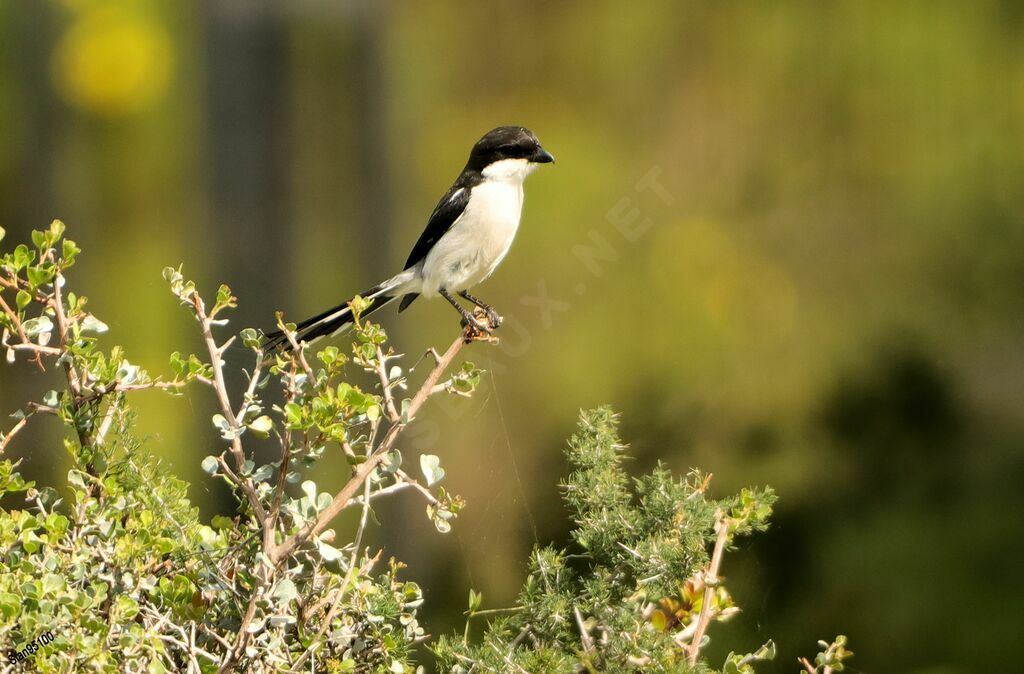 Southern Fiscal male adult breeding