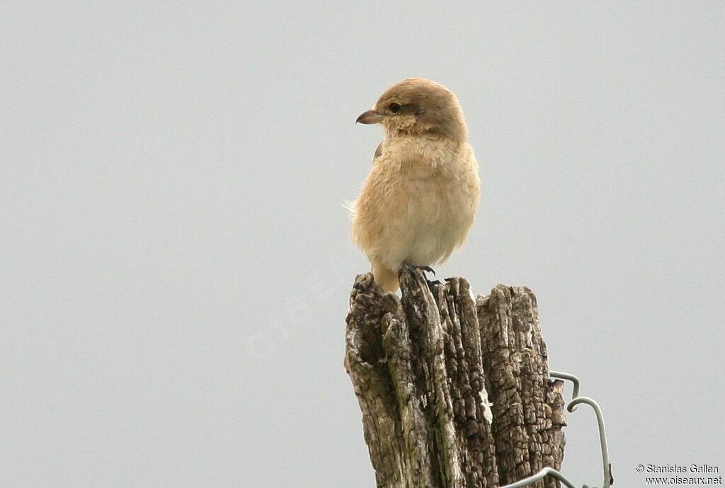 Isabelline Shrike female adult, moulting