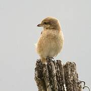 Isabelline Shrike