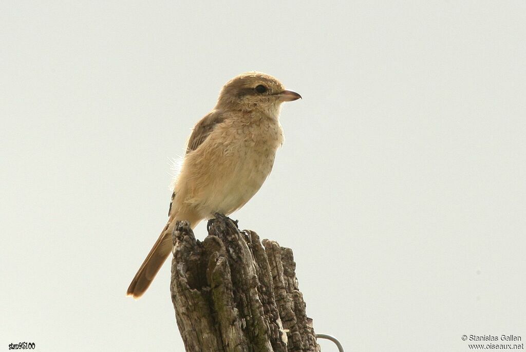 Isabelline Shrike female adult, moulting