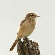 Isabelline Shrike