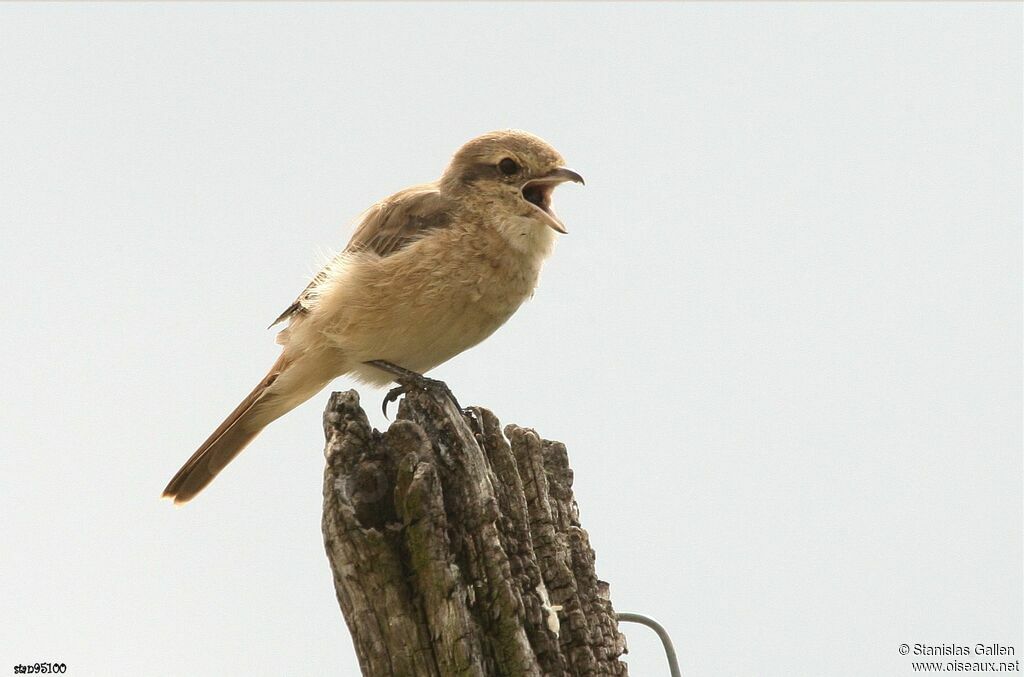 Isabelline Shrike female adult, moulting