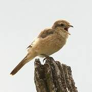 Isabelline Shrike