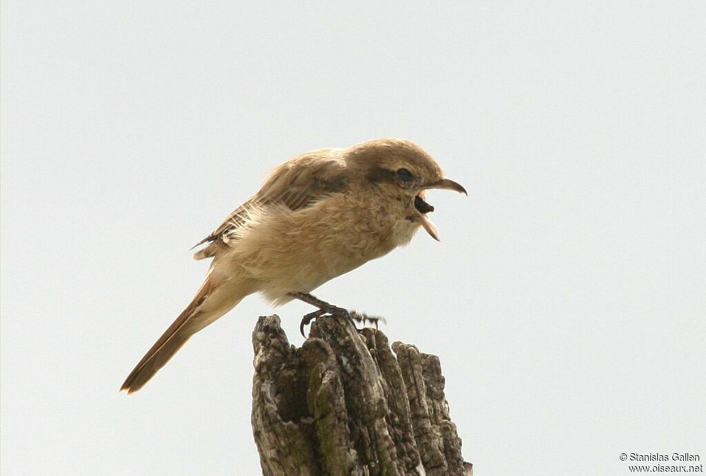 Isabelline Shrike female adult, moulting