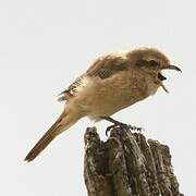 Isabelline Shrike