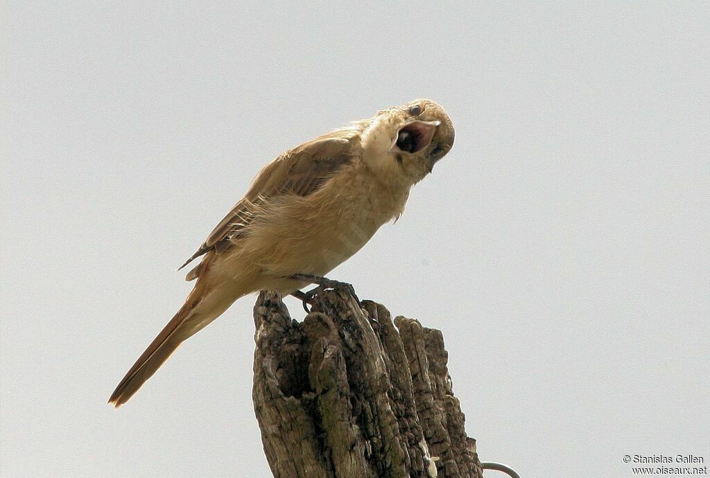 Isabelline Shrike female adult, moulting