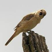 Isabelline Shrike