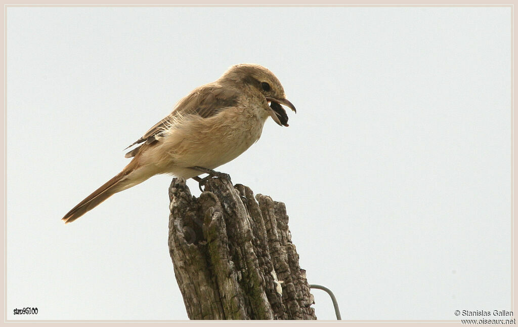 Isabelline Shrike female adult, Flight