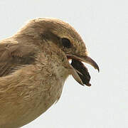 Isabelline Shrike