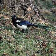 Eurasian Magpie