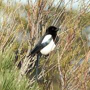 Eurasian Magpie