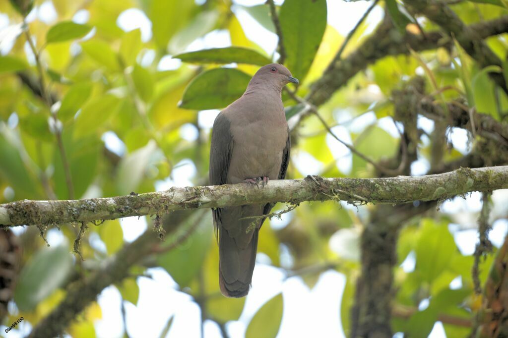 Pigeon à bec noiradulte, portrait