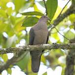 Pigeon à bec noir