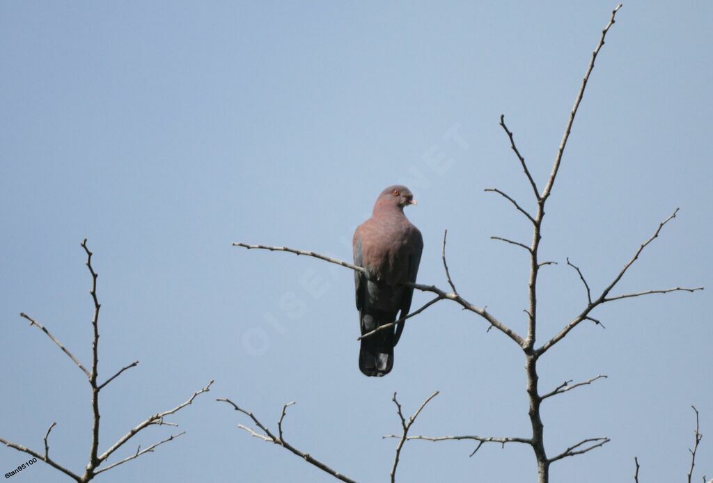 Pigeon à bec rougeadulte