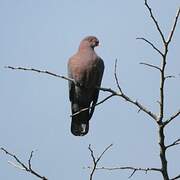 Red-billed Pigeon