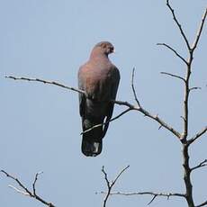 Pigeon à bec rouge