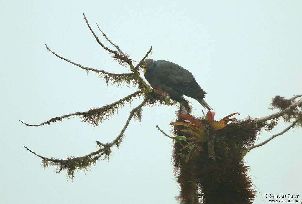 Band-tailed Pigeonadult