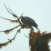 Band-tailed Pigeon