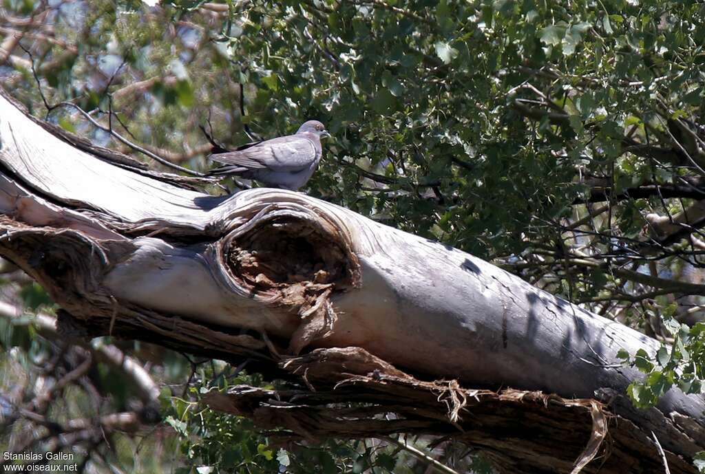 Pigeon d'Eversmannadulte nuptial