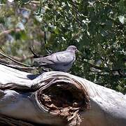 Yellow-eyed Pigeon