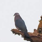 Sri Lanka Wood Pigeon