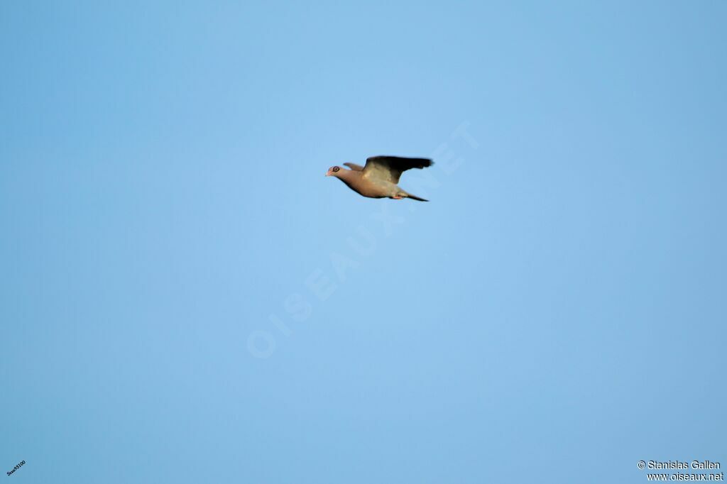 Bare-eyed Pigeonadult, Flight