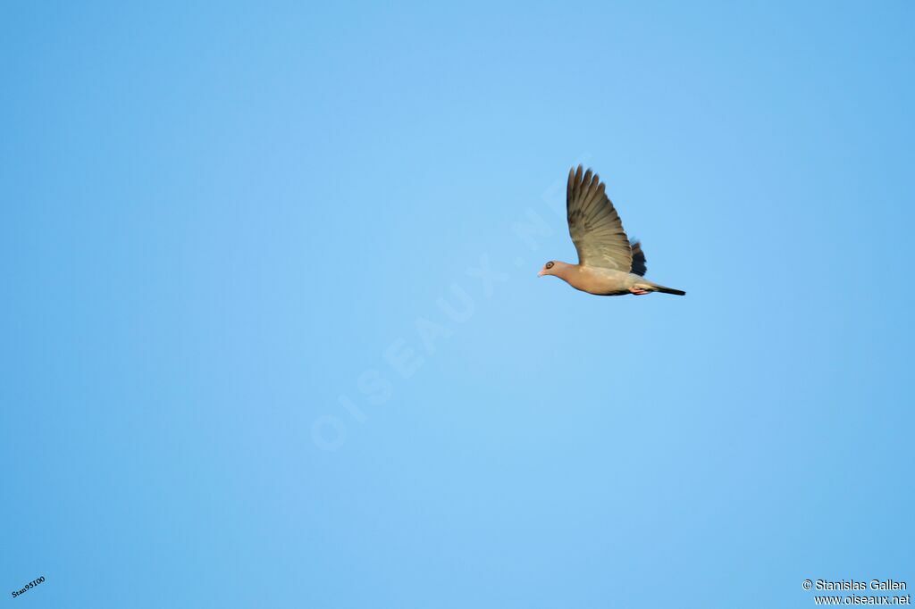 Bare-eyed Pigeonadult, Flight