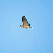 Bare-eyed Pigeon