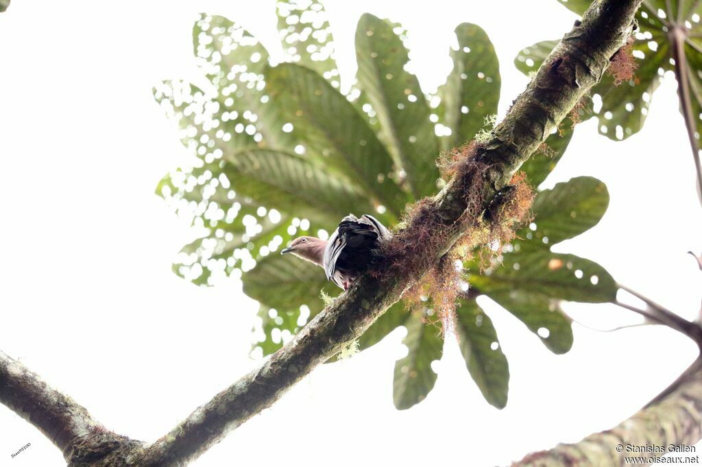 Plumbeous Pigeonadult