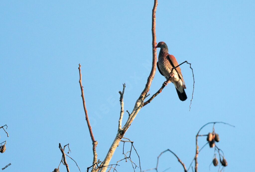 Scaled Pigeonadult