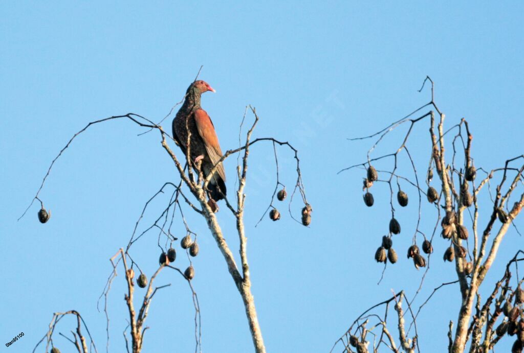 Scaled Pigeonadult