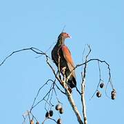 Scaled Pigeon