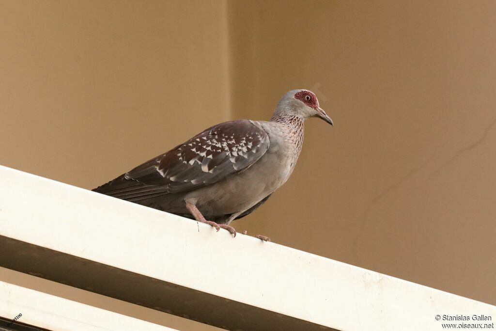 Pigeon roussardadulte