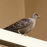 Speckled Pigeon