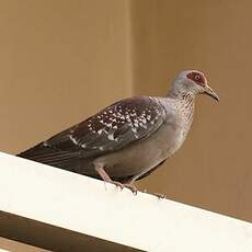 Pigeon roussard