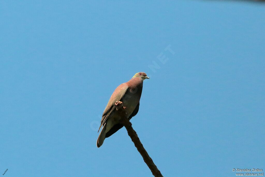 Pigeon roussetadulte nuptial