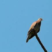 Pale-vented Pigeon