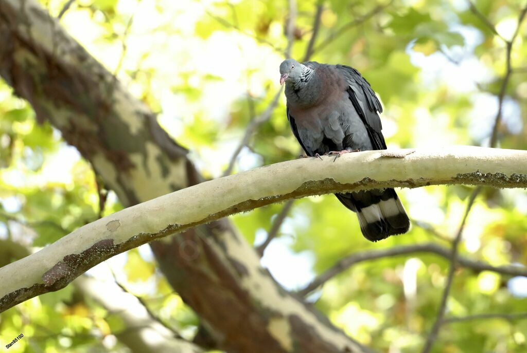 Trocaz Pigeonadult, close-up portrait