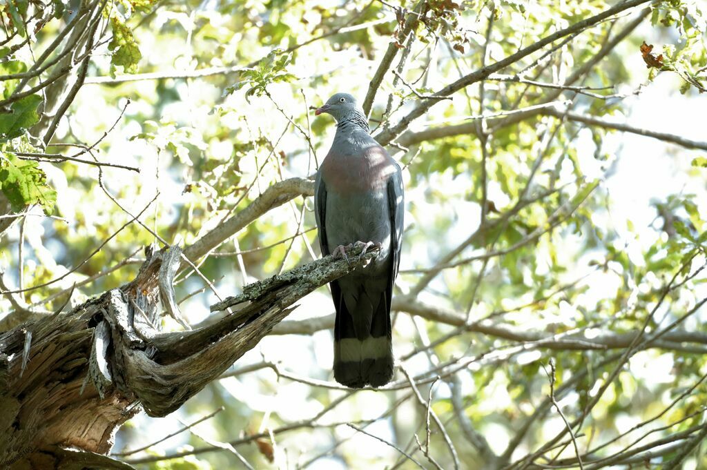 Pigeon trocaz mâle, portrait