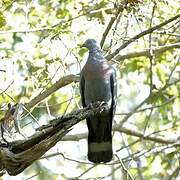 Trocaz Pigeon