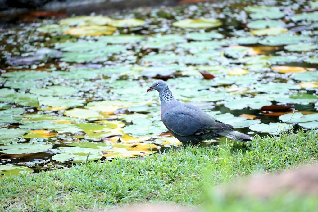 Pigeon trocazadulte, boit