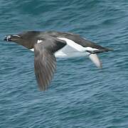 Razorbill